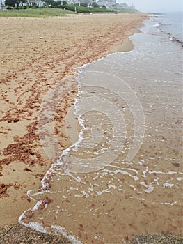 Rotting algae seaweed lined along beach surf zone