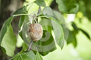 Rotting apple fruit on a tree affected by the disease