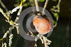 Rotting apple hanging on tree