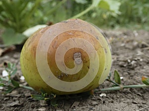 A fallen, bruised apple on the ground
