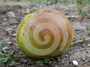 A fallen, bruised apple on the ground