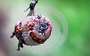 Rotting apple still on the tree