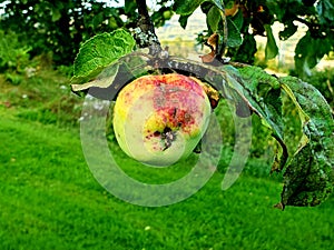 Rotting Apple On A Tree