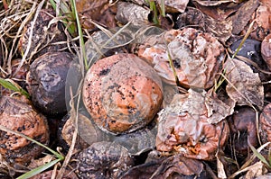 Rotting Apples