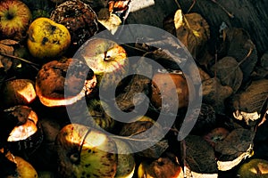 Rotting apples in crate