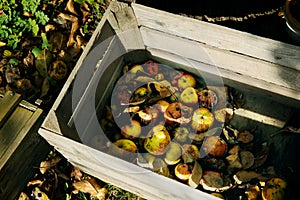 Rotting apples in crate