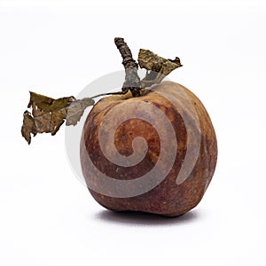 Rotting apples, decay and food waste concept with photograph of unhealthy decayed bad apple  on white background with