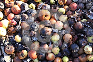 Rotting apples in a ompost heapto fertilize the soil . Food waste