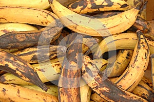 Rotting bananas photo