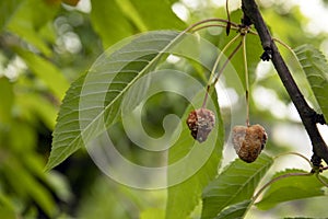 Rotting cherry fruit on a tree affected by the disease