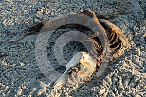 Decaying body of a dead dolphin on the beach