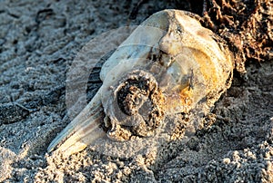 Decaying body of a dead dolphin on the beach