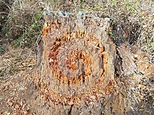 Rotting or decomposing brown tree trunk or bark