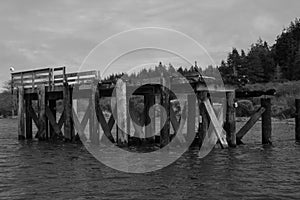 Rotting Dock with Birds