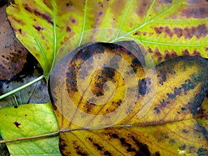 Rotting and dying leaves