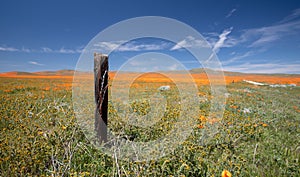 Rotting fence post in meadow of California Golden Poppies during springtime super bloom in southern California high desert