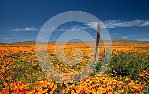 Rotting fence post in meadow of California Golden Poppies during springtime super bloom in southern California high desert