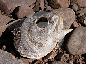 Rotting Fish Head on the River Rocks photo