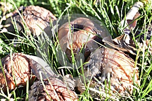 Rotting in the green grass apples covered with mold