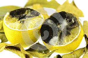 Rotting lemon fruit.