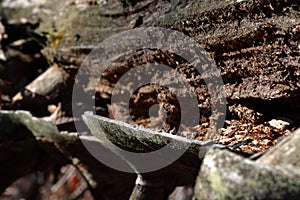 Rotting log detail