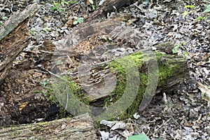 Moss covered decaying log photo
