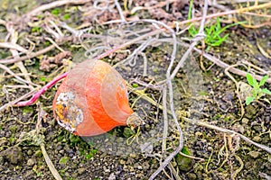 Rotting orange pumpkin left on the field