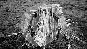 Rotting pine tree stump on Waikato farm in New Zealand