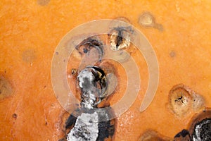 Rotting pumpkin close-up
