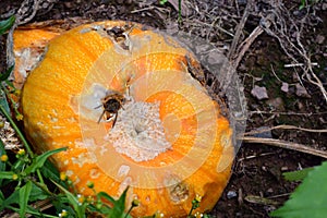 Rotting Pumpkin with Spider