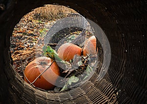 Rotting pumpkins in a compost pile lit by the setting sun during autumn season. Food waste, composting and ecology concept