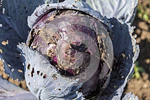 Rotting Red Cabbage