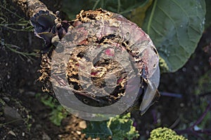 Rotting Red Cabbage