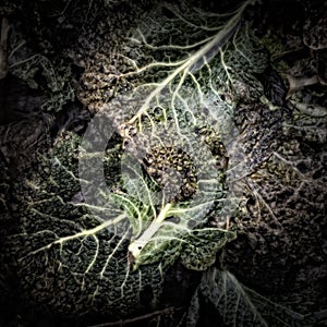 Rotting Savoy Leaves