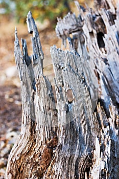 Rotting Tree Stump photo