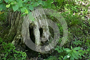 Rotting tree stump surrounded by greenery