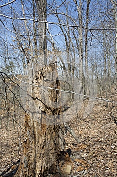 Rotting tree stump in thÃ© forest