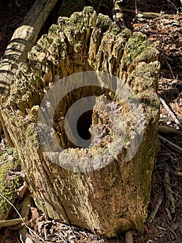 Rotting tree trunk hollowed out stump