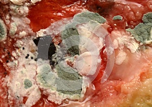 Rotting watermelon