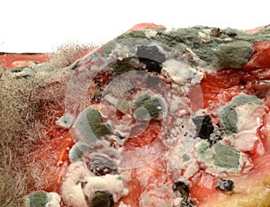 Rotting watermelon