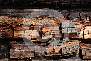 Rotting wood photo