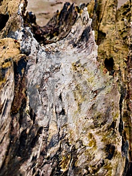Rotting wood on the beach