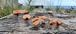 rotting wood fungus?pohon cemara