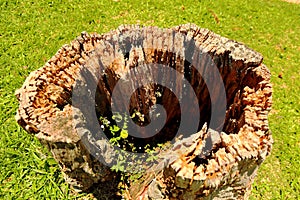 Rotting wooden log under sunlight in middle of a grass fiel