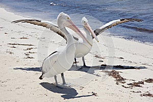 Rottnest Pelican