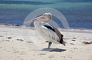 Rottnest Pelican in Profile