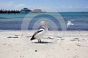 Rottnest Pelican and Sea gull