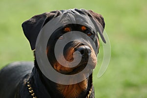 Rottweiler