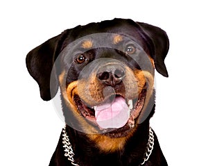 Rottweiler