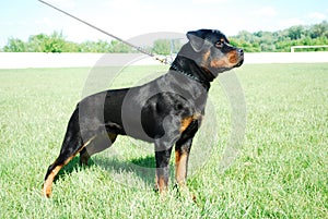 Rottweiler